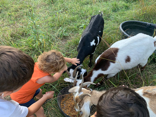 Shepherd for a Day